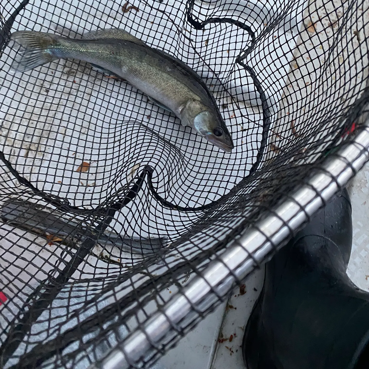 The most recent Zander catches on Fishbrain