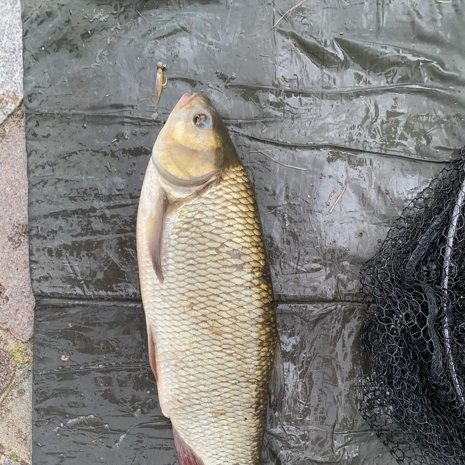 The most recent Ide catches on Fishbrain