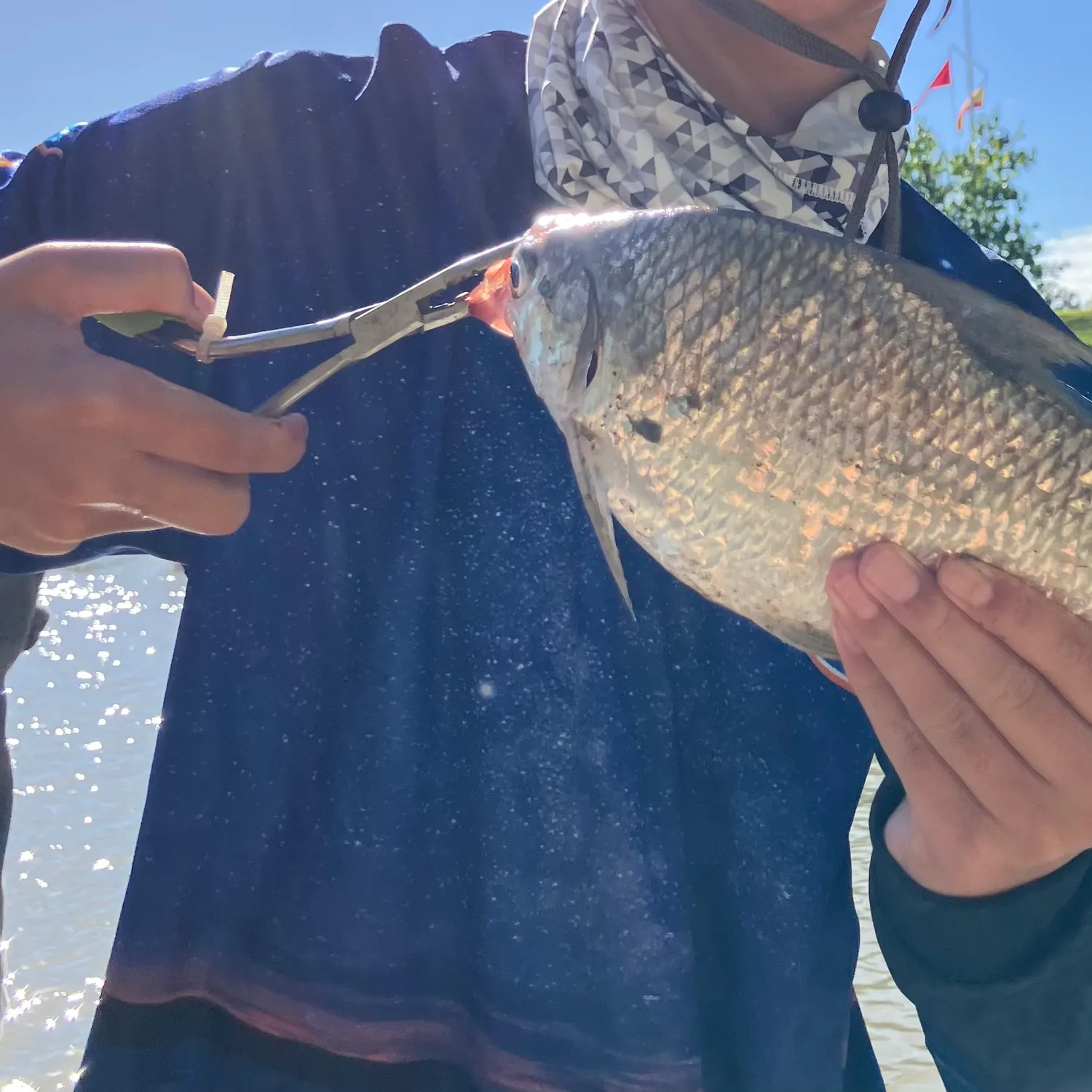 The most recent Australian river gizzard shad catches on Fishbrain