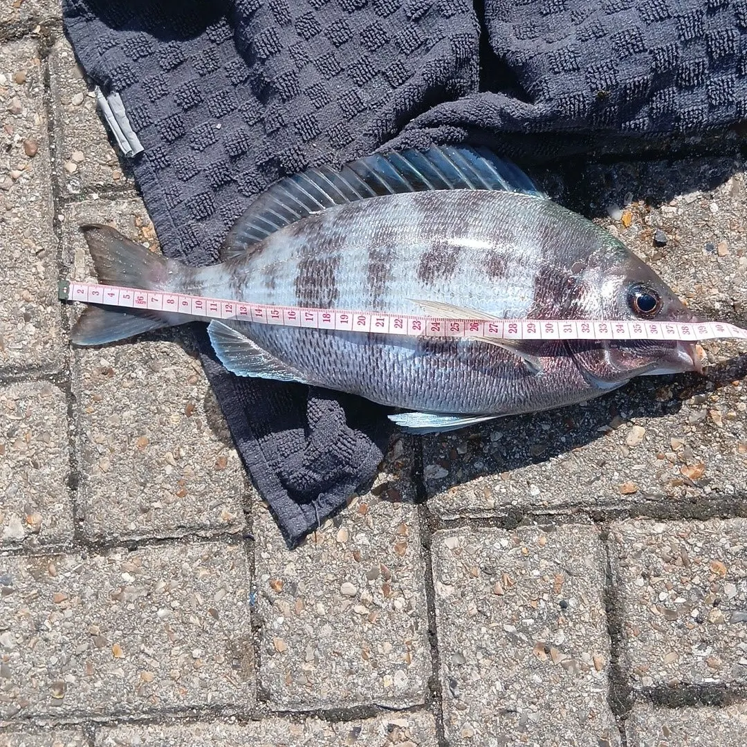 Black seabream caught on Fishbrain