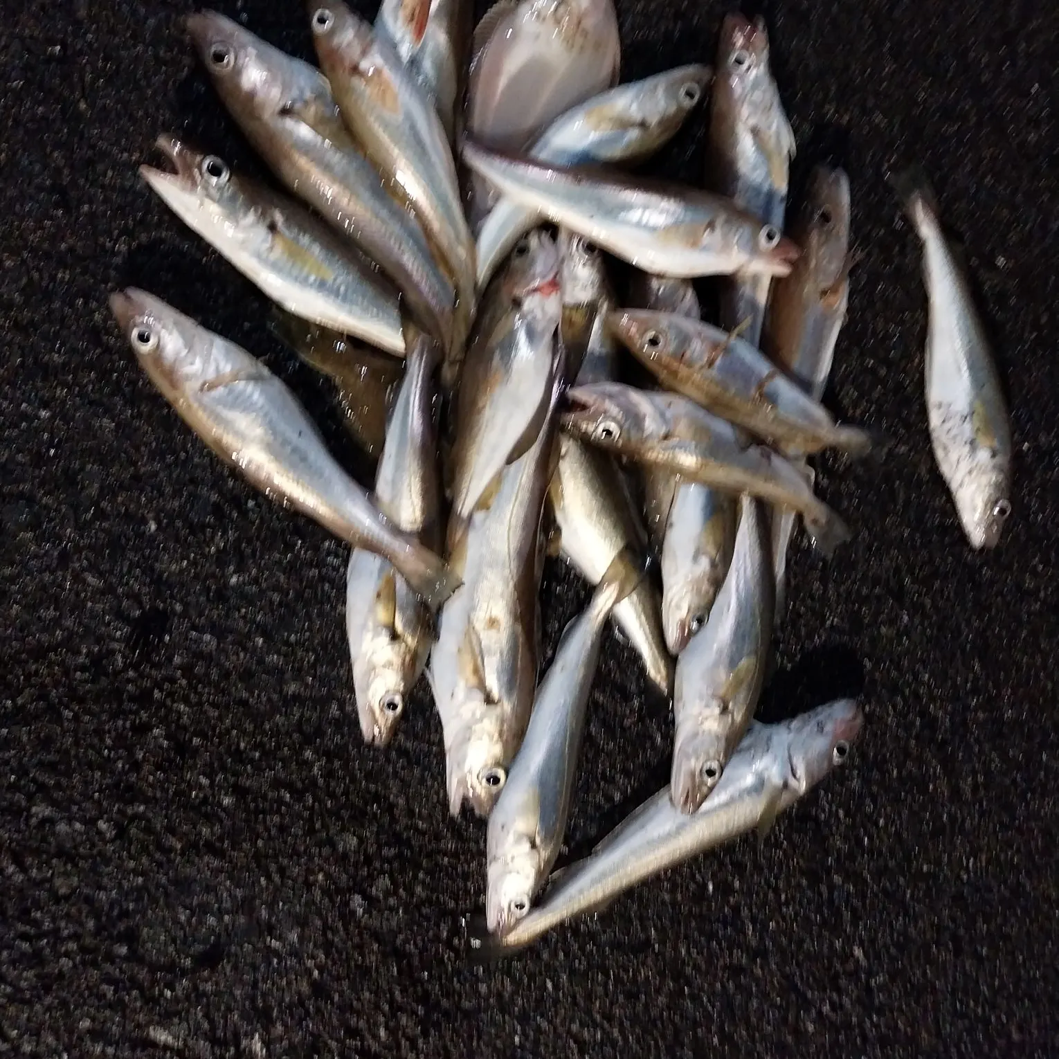 recently logged catches