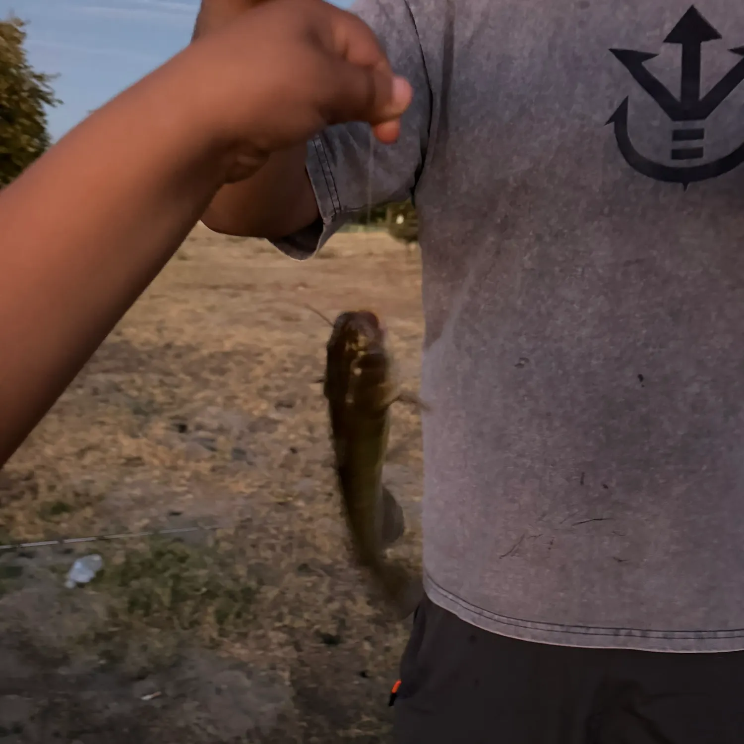 Black bullhead caught on Fishbrain