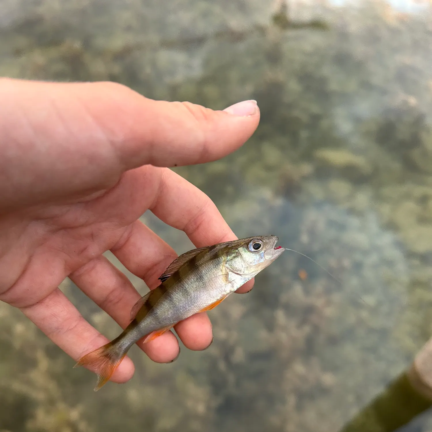 European perch caught on Fishbrain