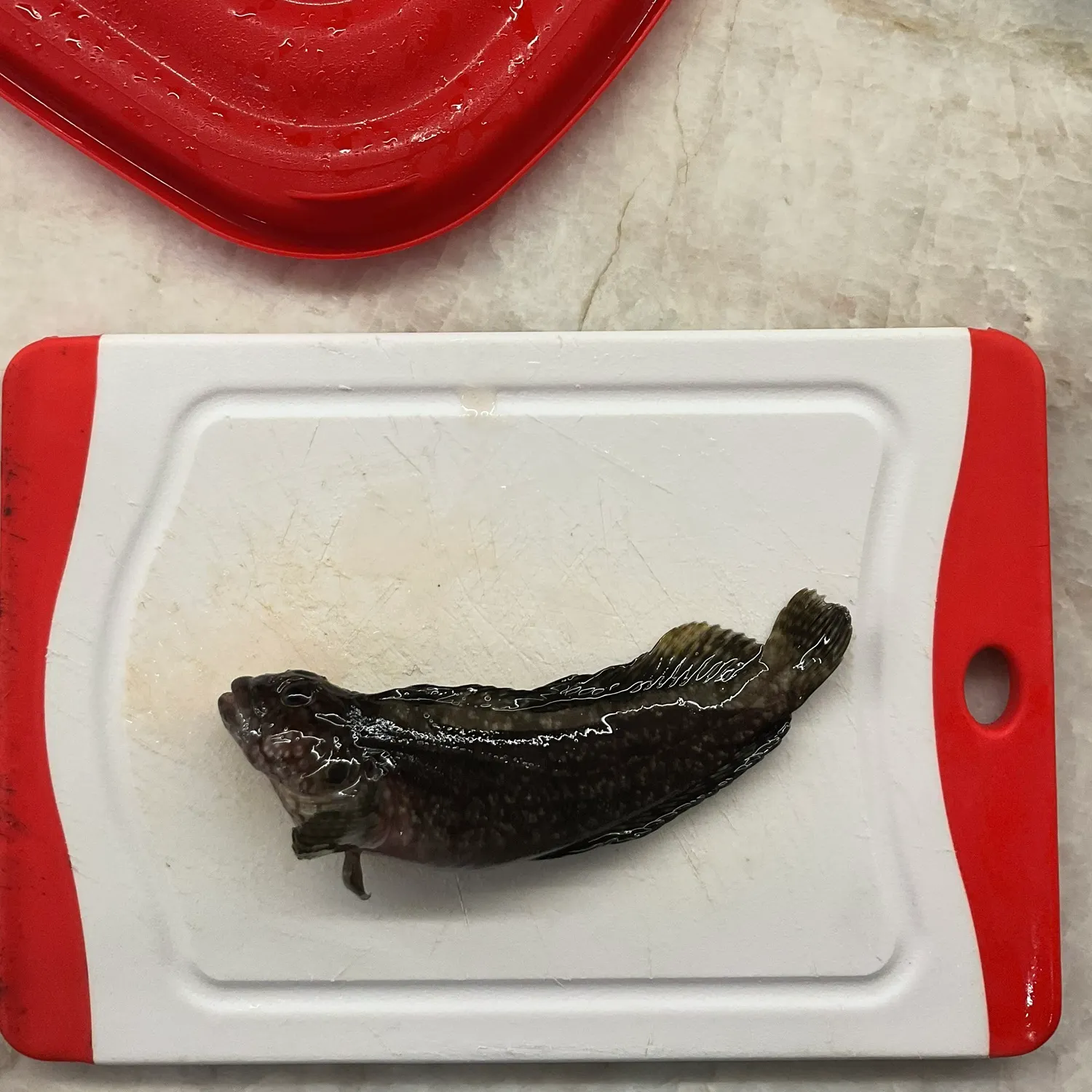 The most recent Rock goby catches on Fishbrain