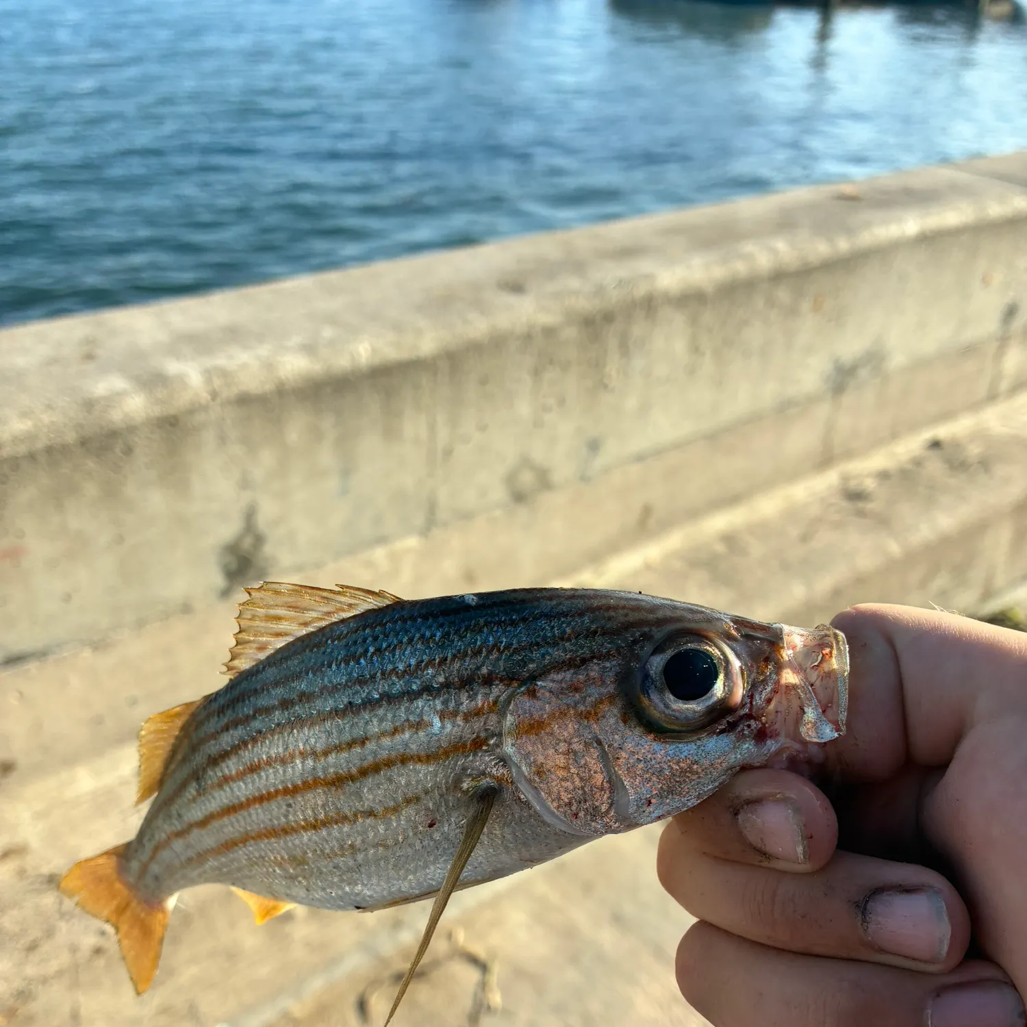 The most recent Californian salema catches on Fishbrain