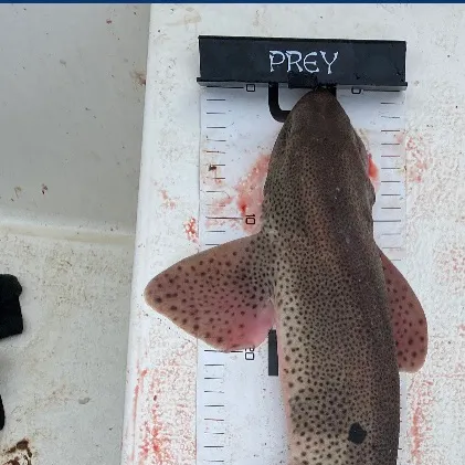 The most recent Lesser spotted dogfish catches on Fishbrain