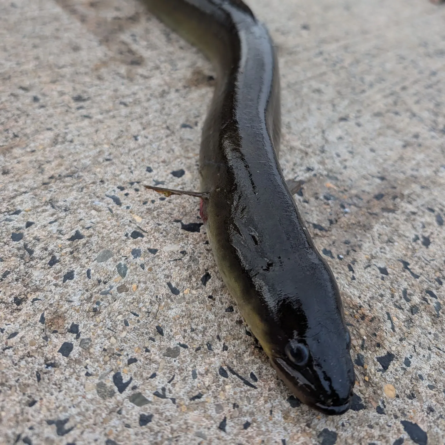 American eel caught on Fishbrain