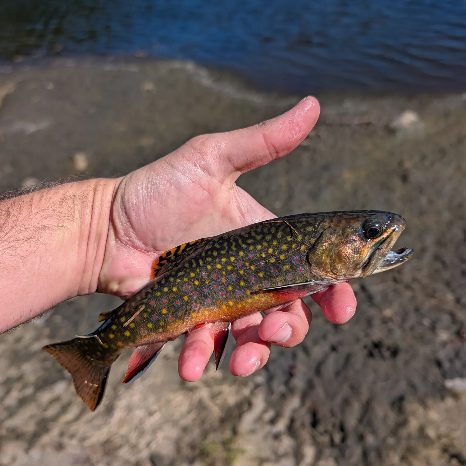 Brook trout caught on Fishbrain