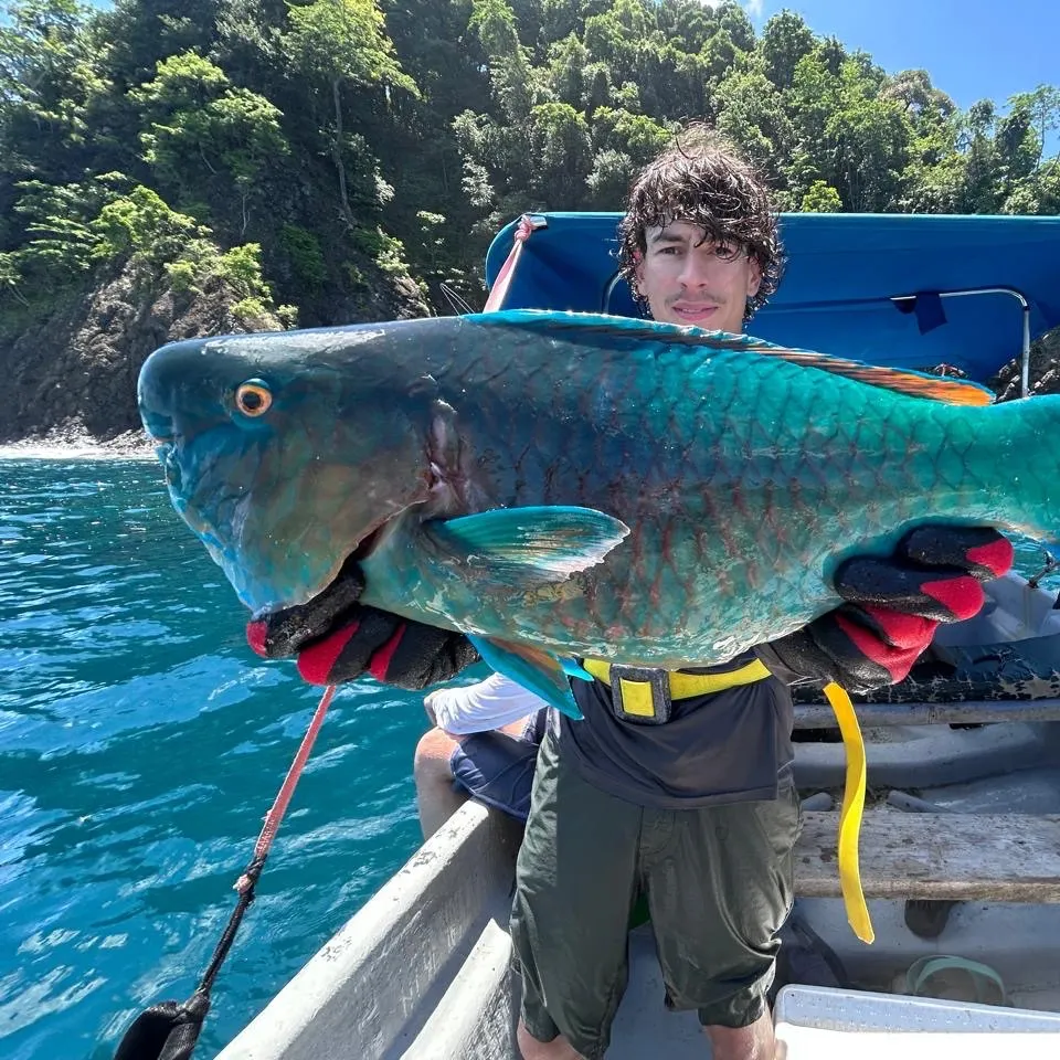 The most recent Dark capped parrotfish catches on Fishbrain