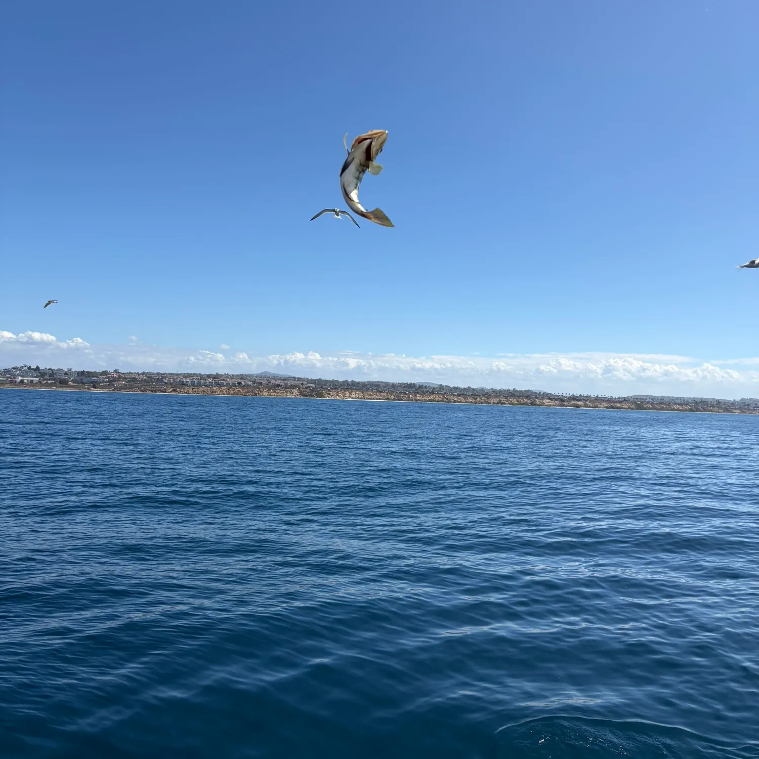 Kelp bass caught on Fishbrain