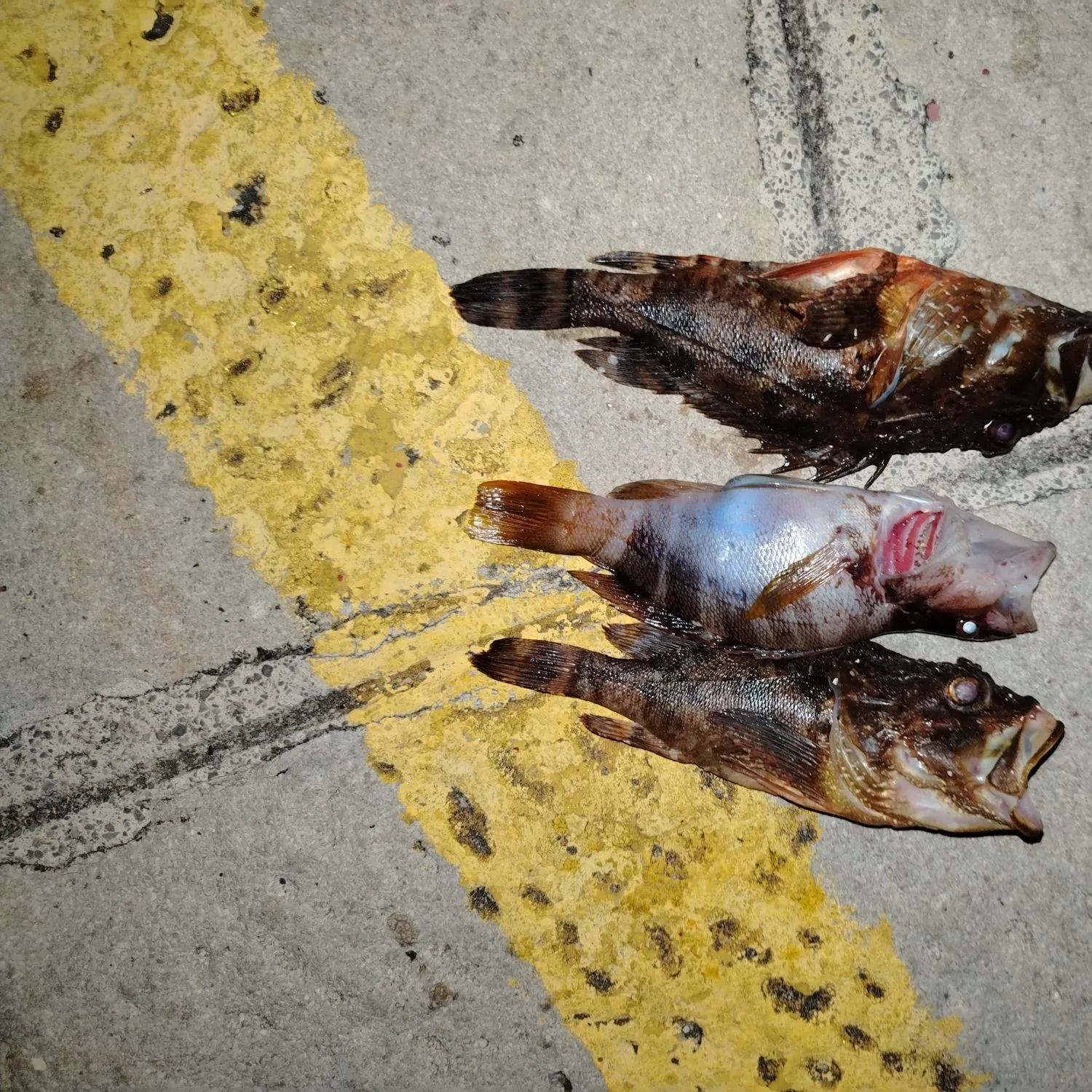 The most recent Tassled scorpionfish catches on Fishbrain