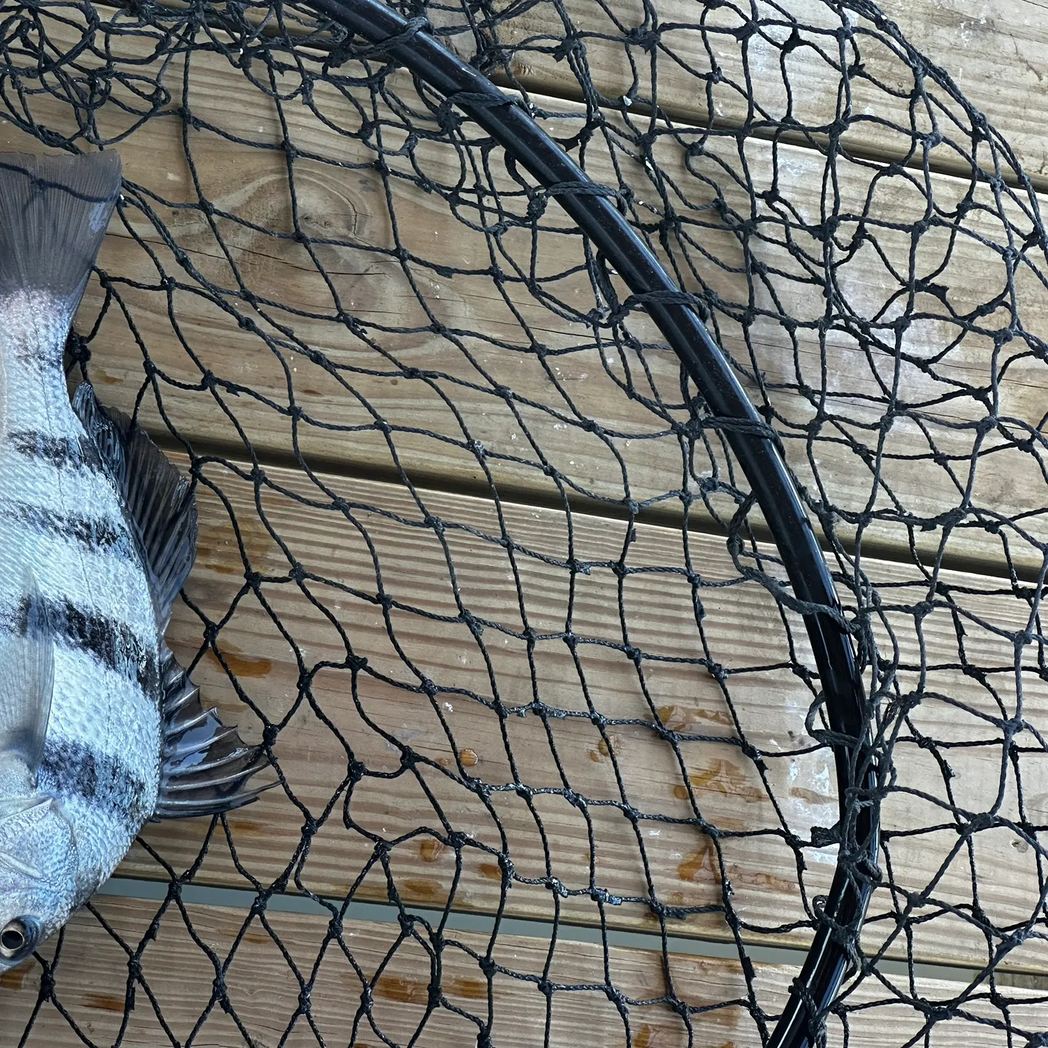 Black drum caught on Fishbrain