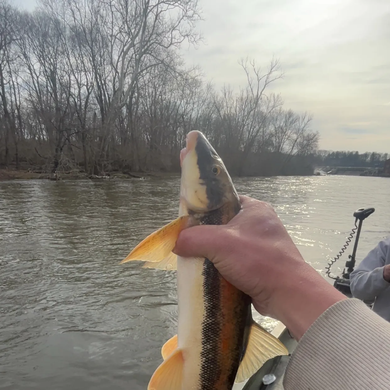 The most recent Longnose sucker catches on Fishbrain