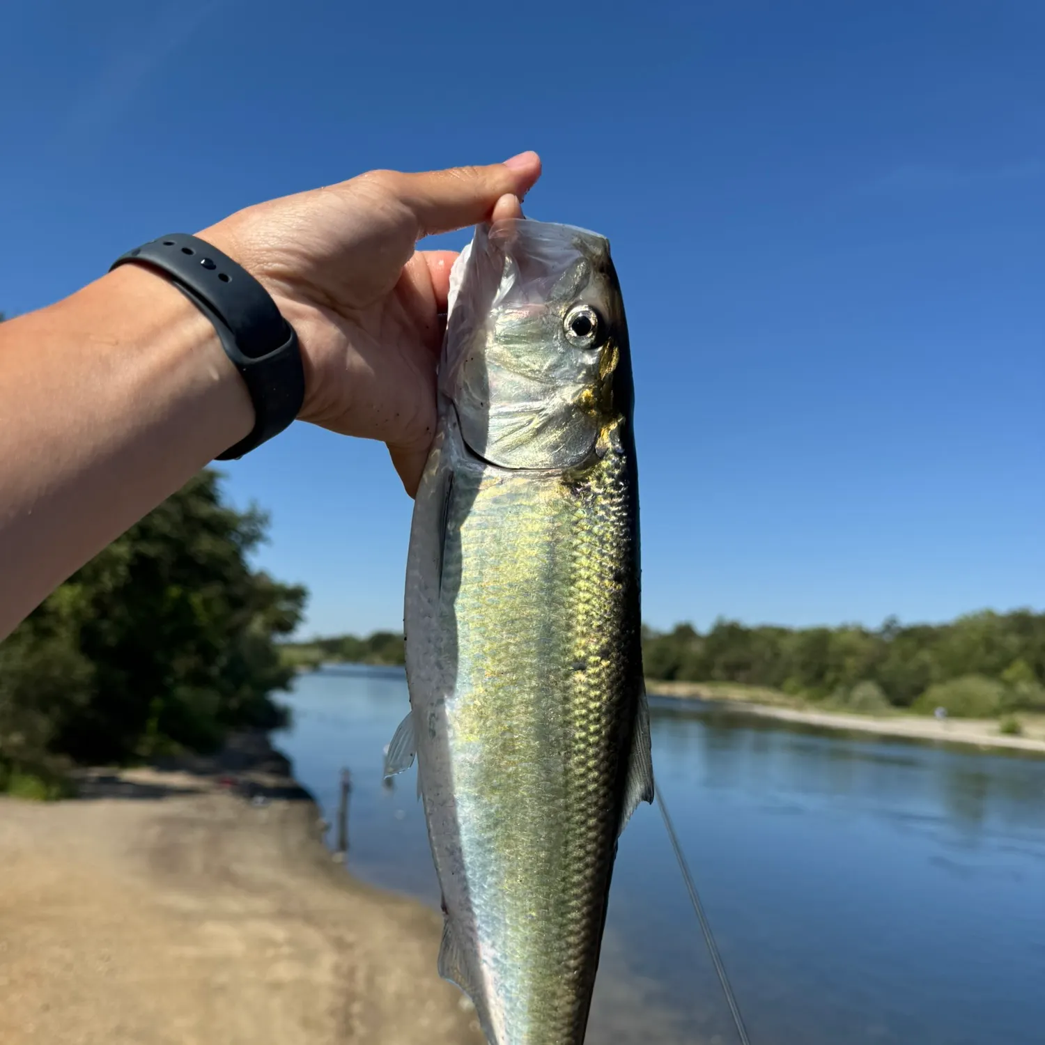 The most recent American shad catches on Fishbrain
