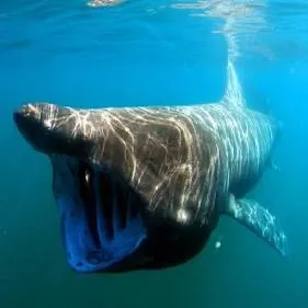 The most recent Basking shark catches on Fishbrain