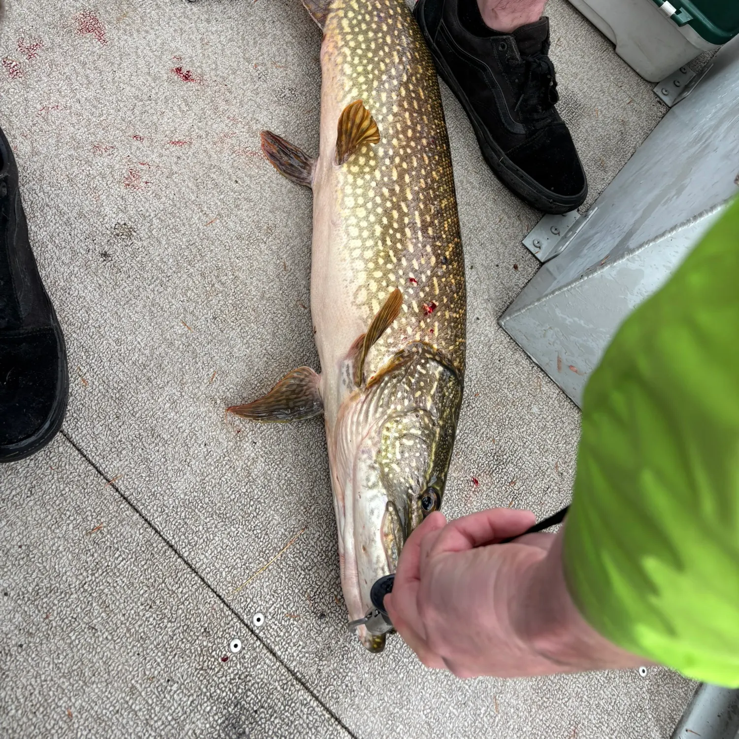 Northern pike caught on Fishbrain