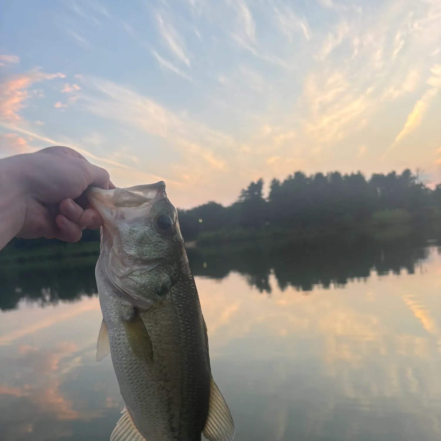 Largemouth bass caught on Fishbrain