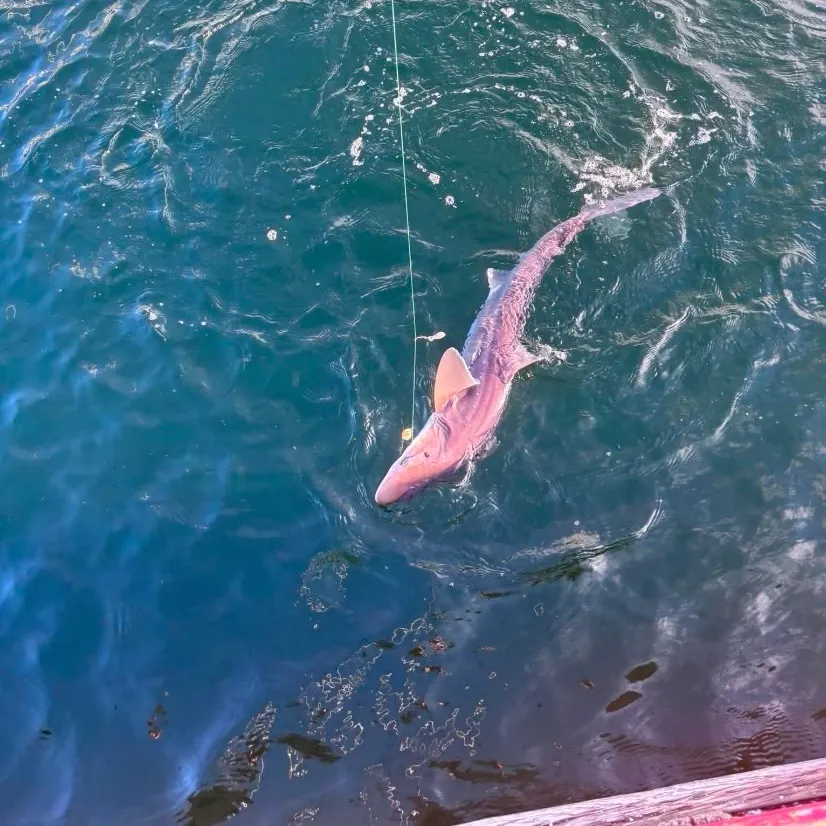 The most recent Pacific spiny dogfish catches on Fishbrain