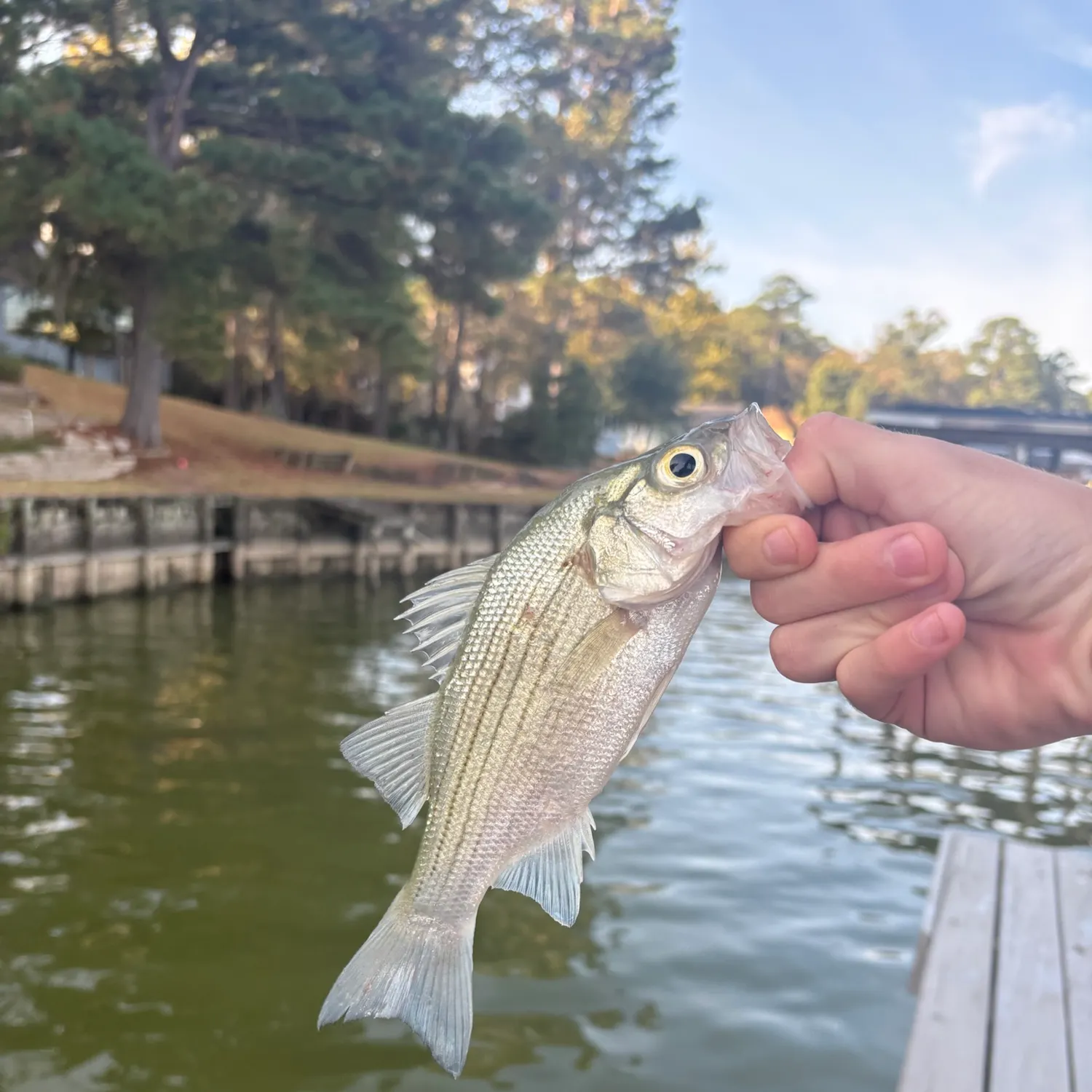White bass caught on Fishbrain