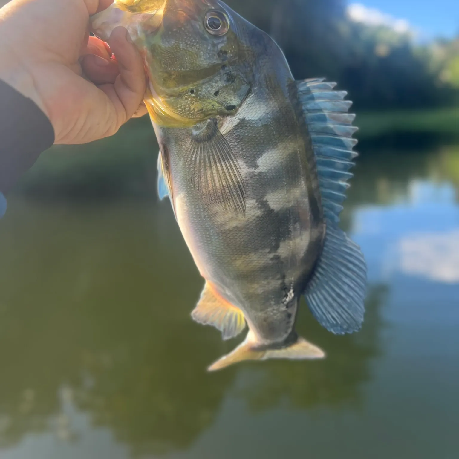 The most recent Blue peacock bass catches on Fishbrain