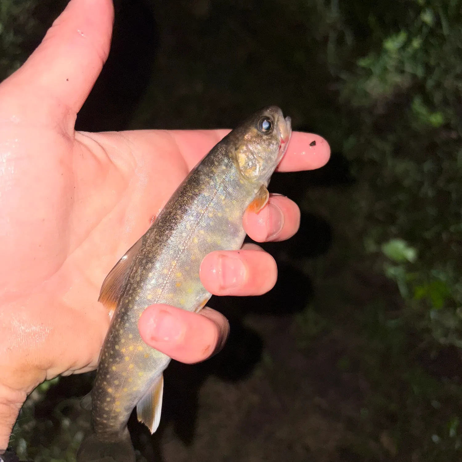 The most recent Dolly varden catches on Fishbrain
