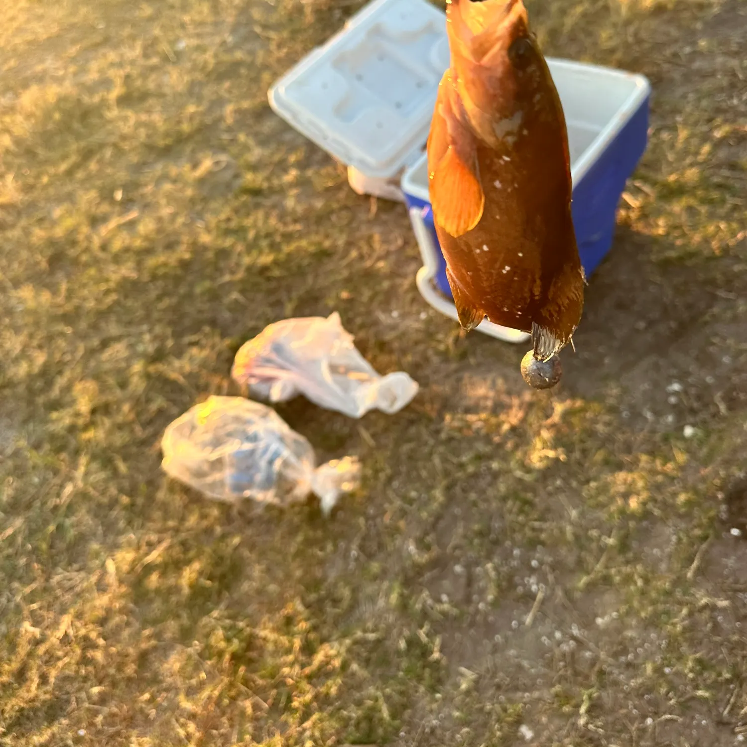 The most recent Whitespotted soapfish catches on Fishbrain