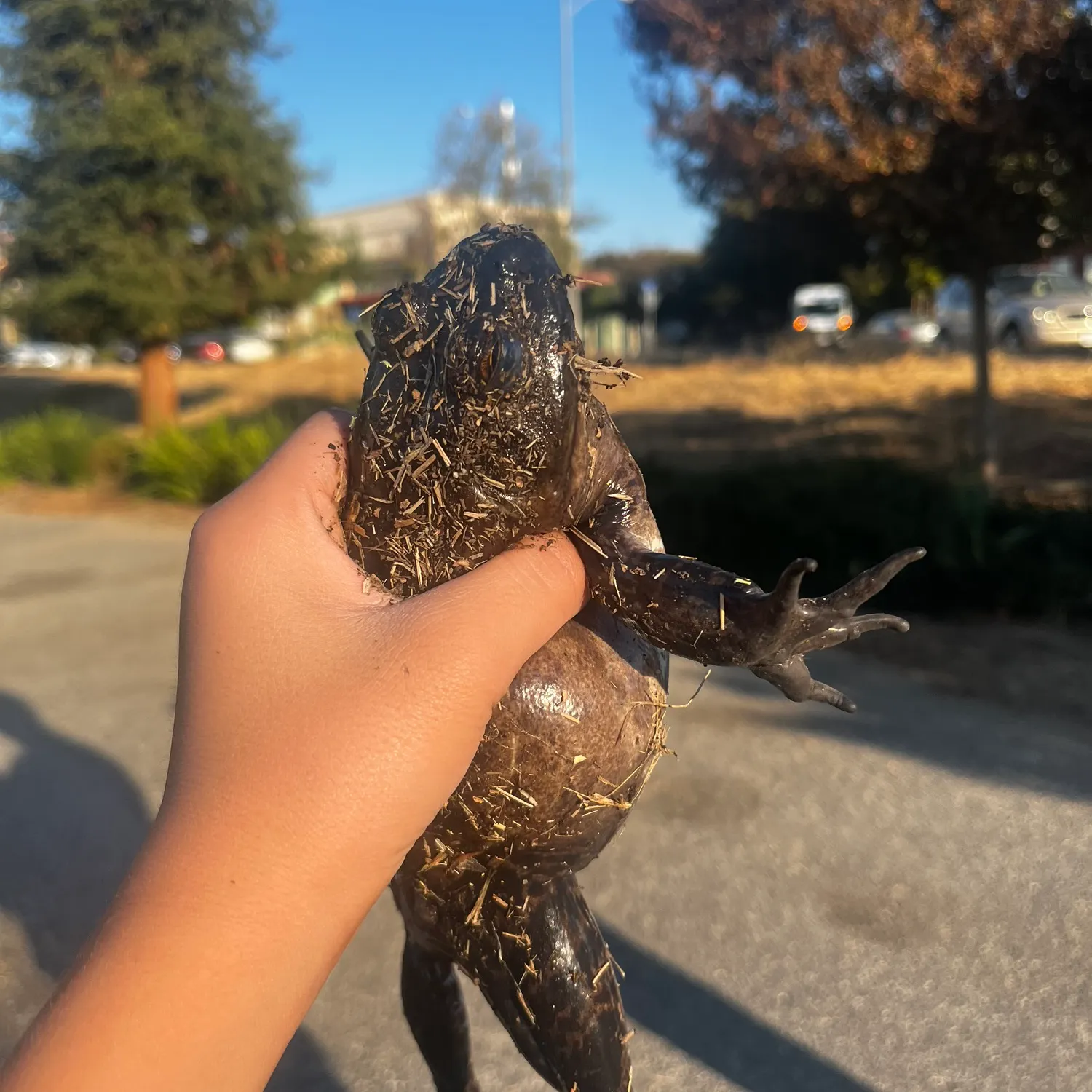 American bullfrog caught on Fishbrain