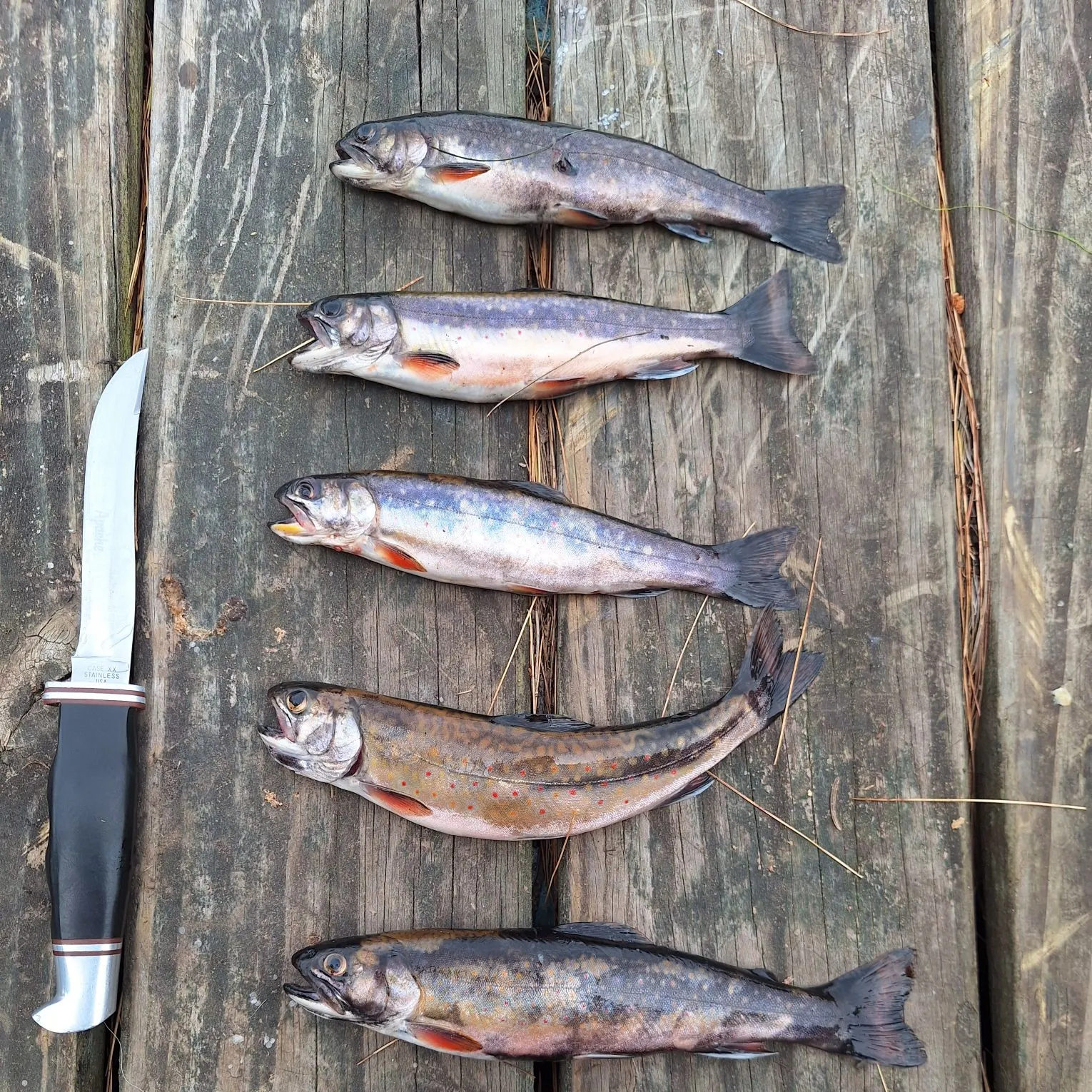 recently logged catches