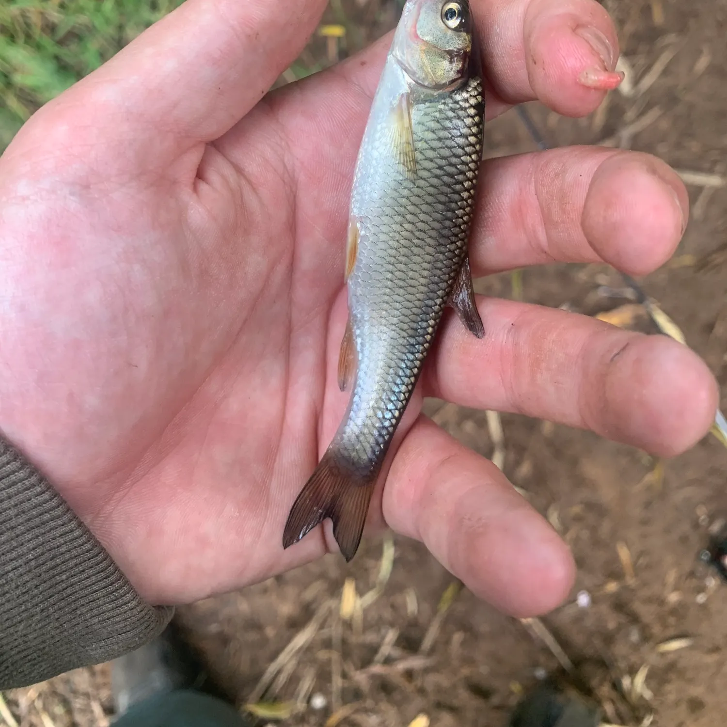 European chub caught on Fishbrain