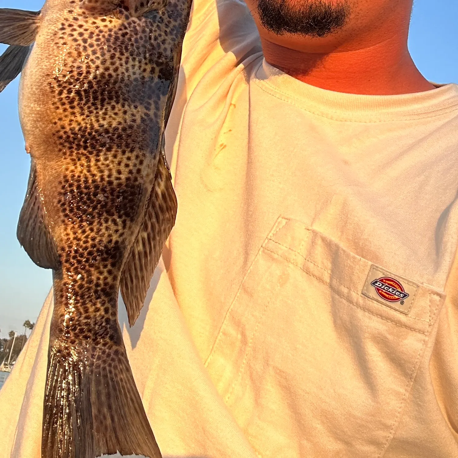 Spotted sand bass caught on Fishbrain