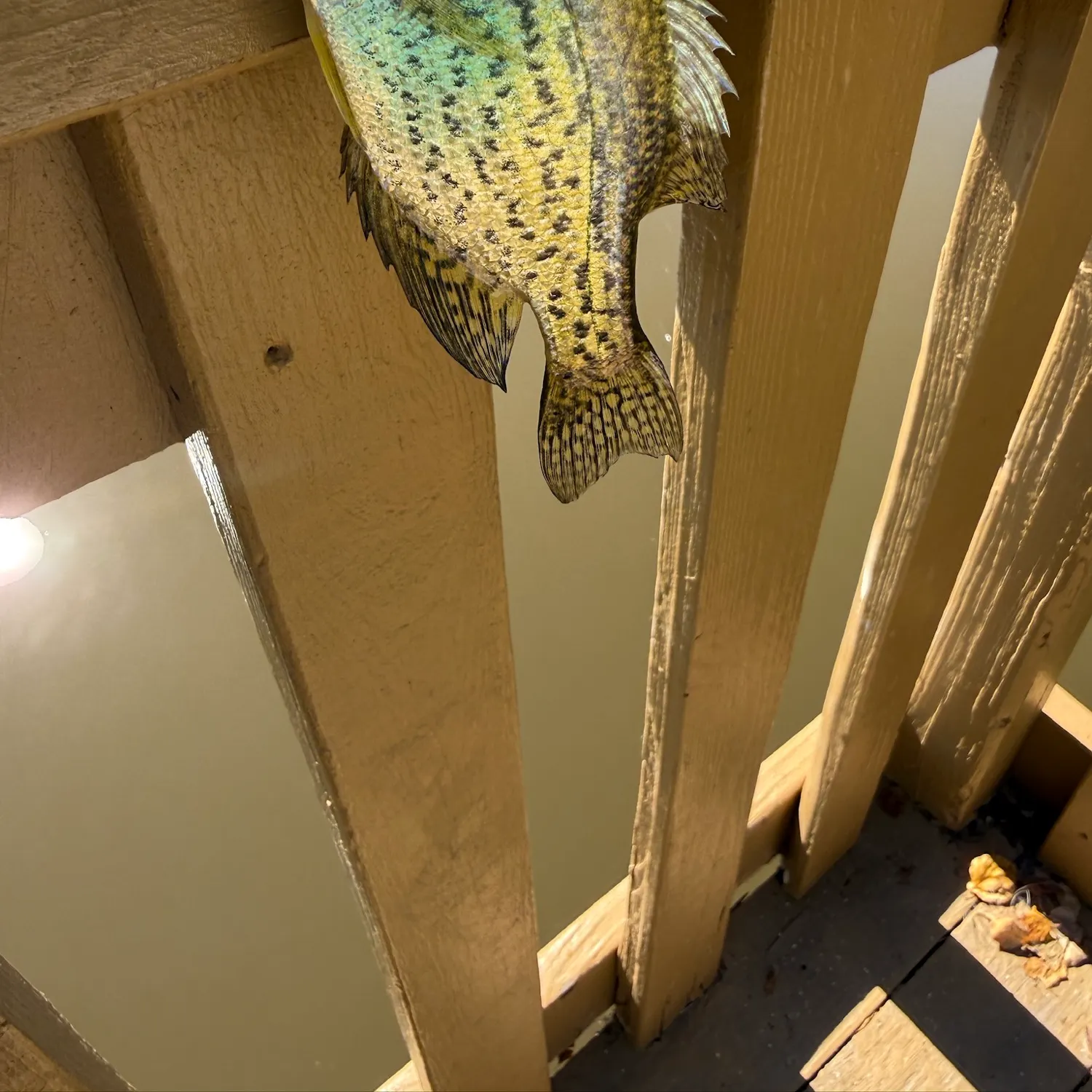 Black crappie caught on Fishbrain