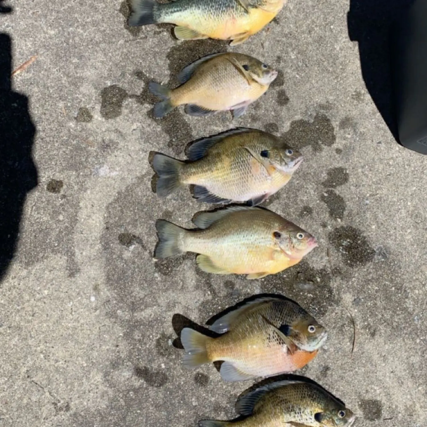 recently logged catches