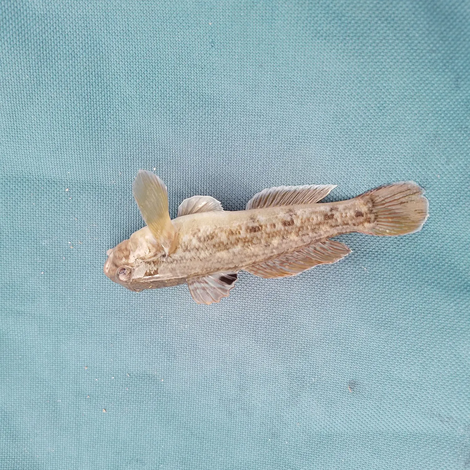 Round goby caught on Fishbrain