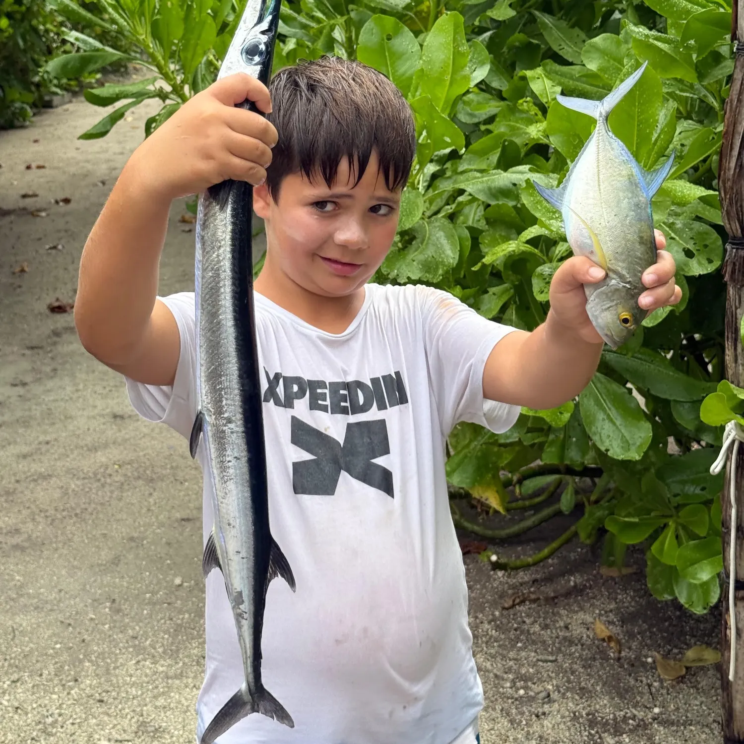 Pickhandle barracuda caught on Fishbrain
