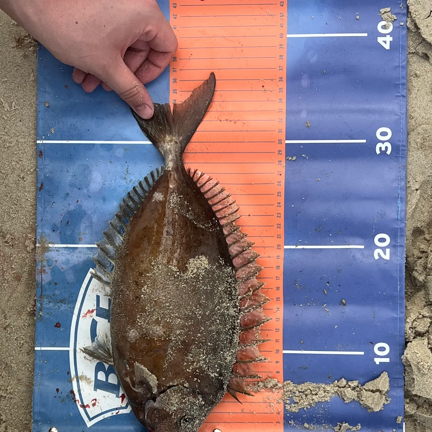 The most recent Mottled spinefoot catches on Fishbrain