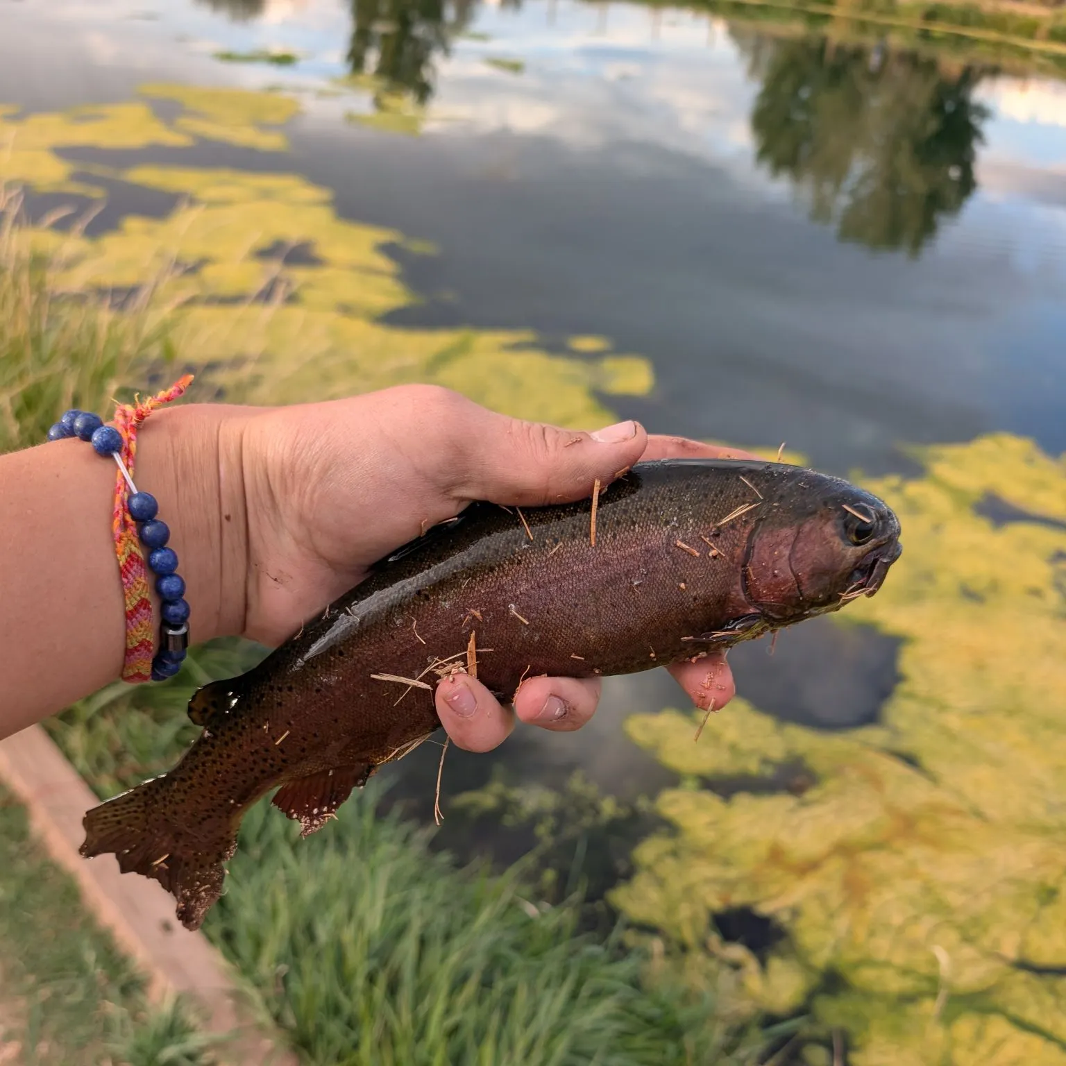 The most recent Coho salmon catches on Fishbrain