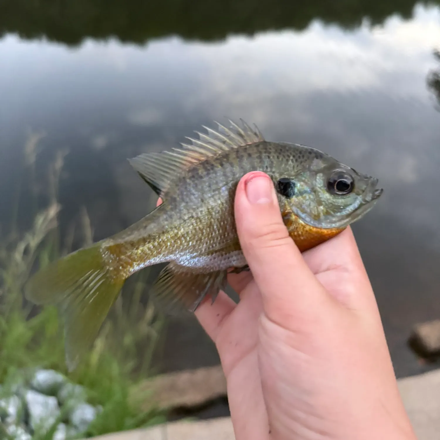 Bluegill caught on Fishbrain
