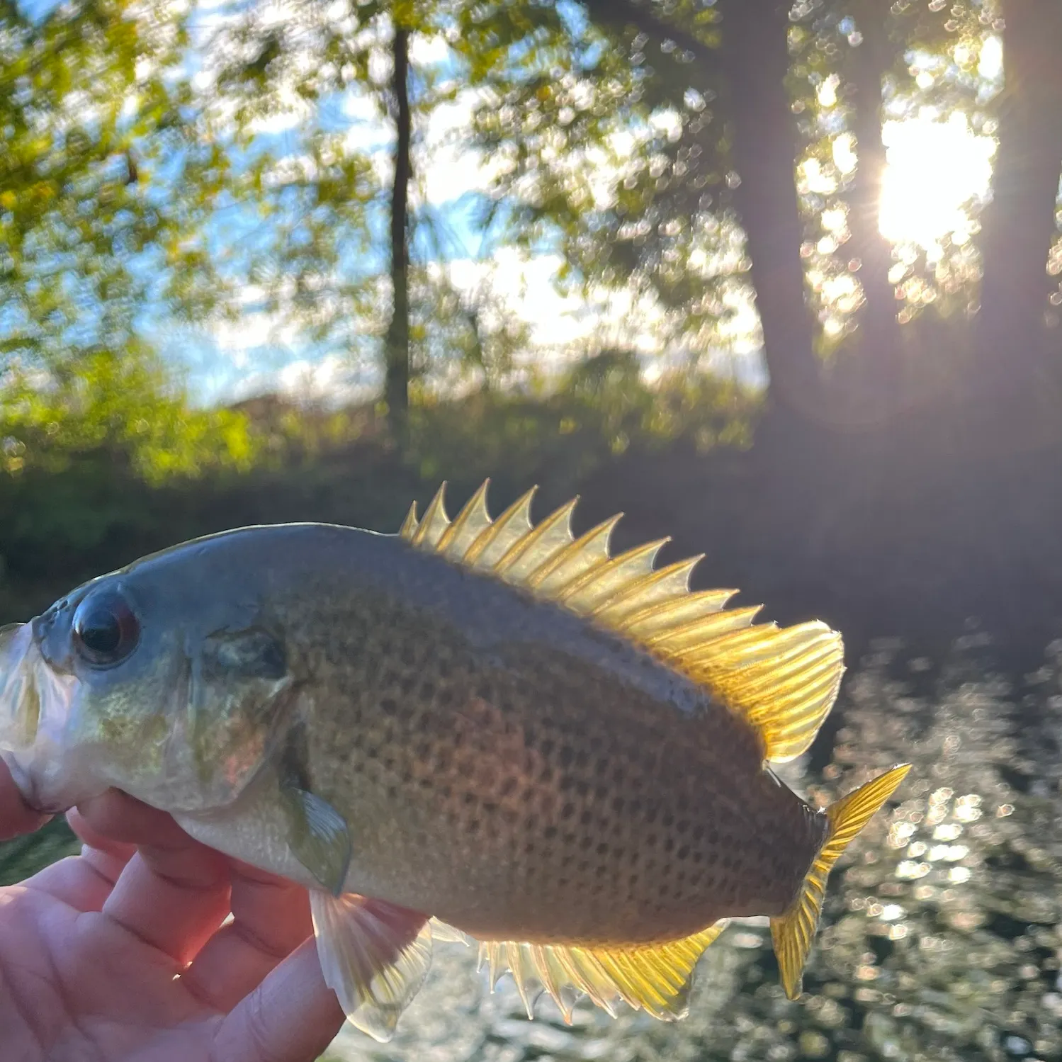 Rock bass caught on Fishbrain