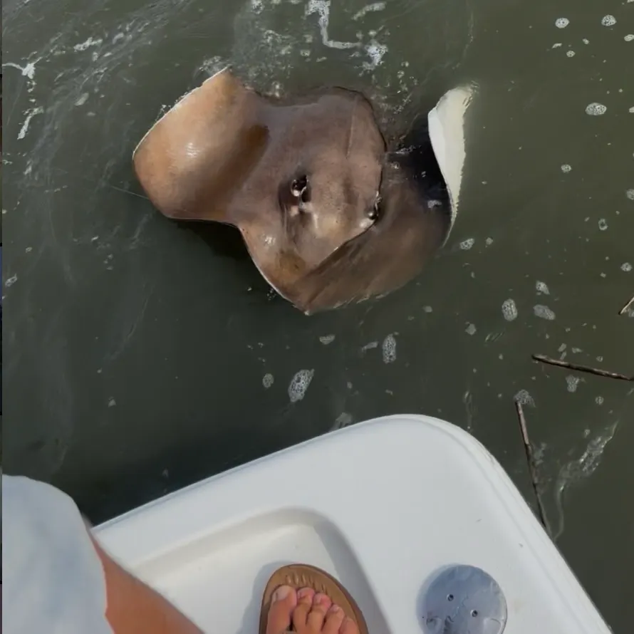 The most recent Southern stingray catches on Fishbrain