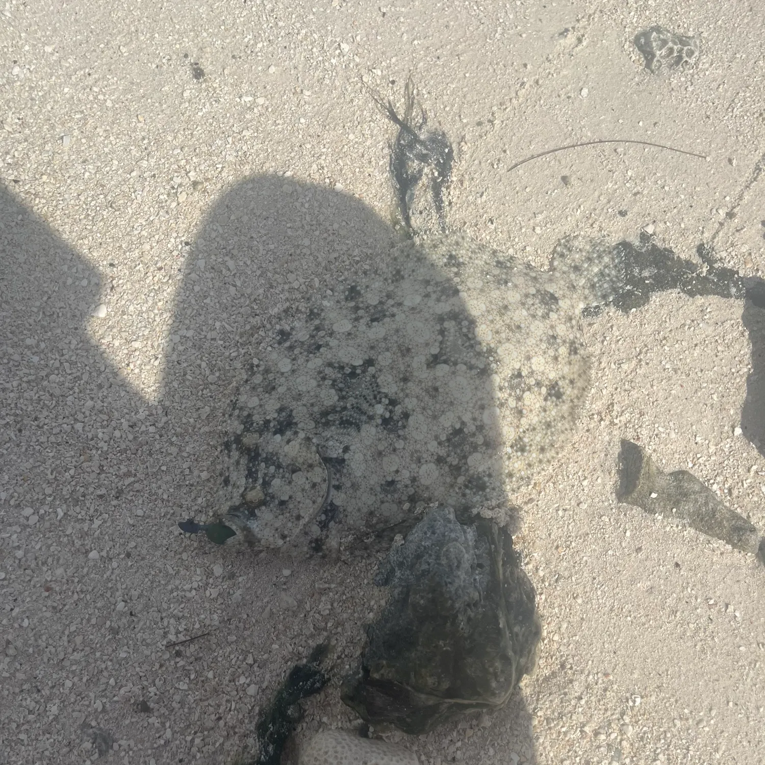 The most recent Largetooth flounder catches on Fishbrain