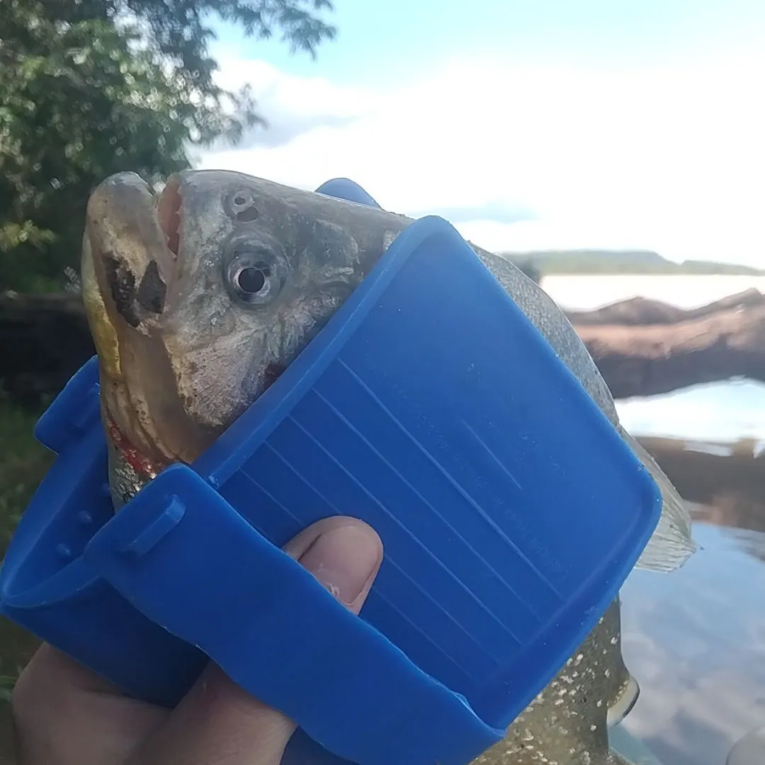 The most recent Red-bellied piranha catches on Fishbrain