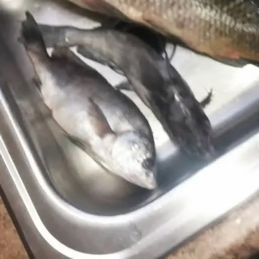 The most recent Trahira catches on Fishbrain