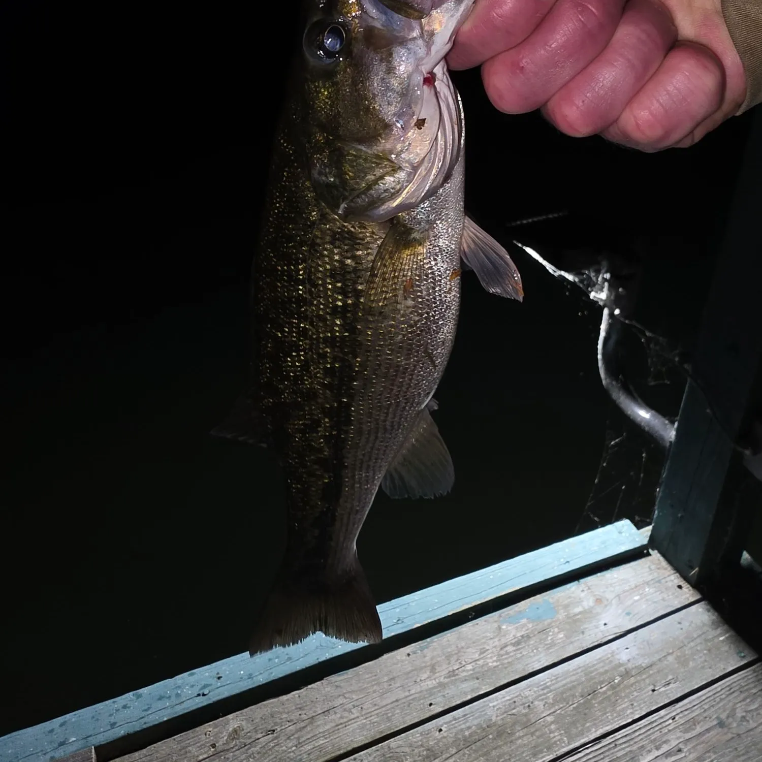 Spotted bass caught on Fishbrain