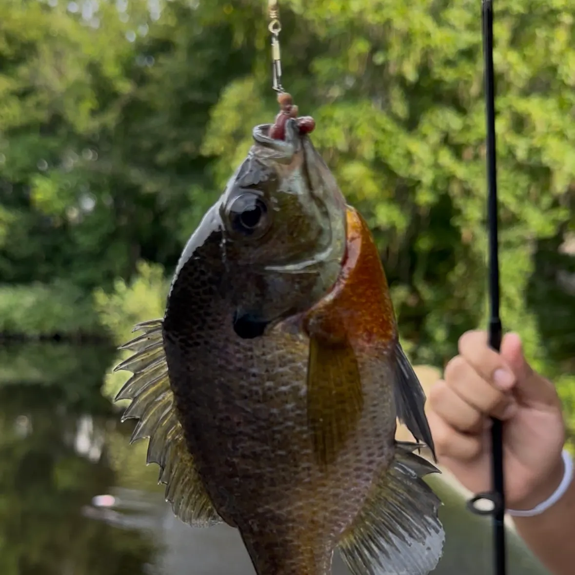 Bluegill caught on Fishbrain