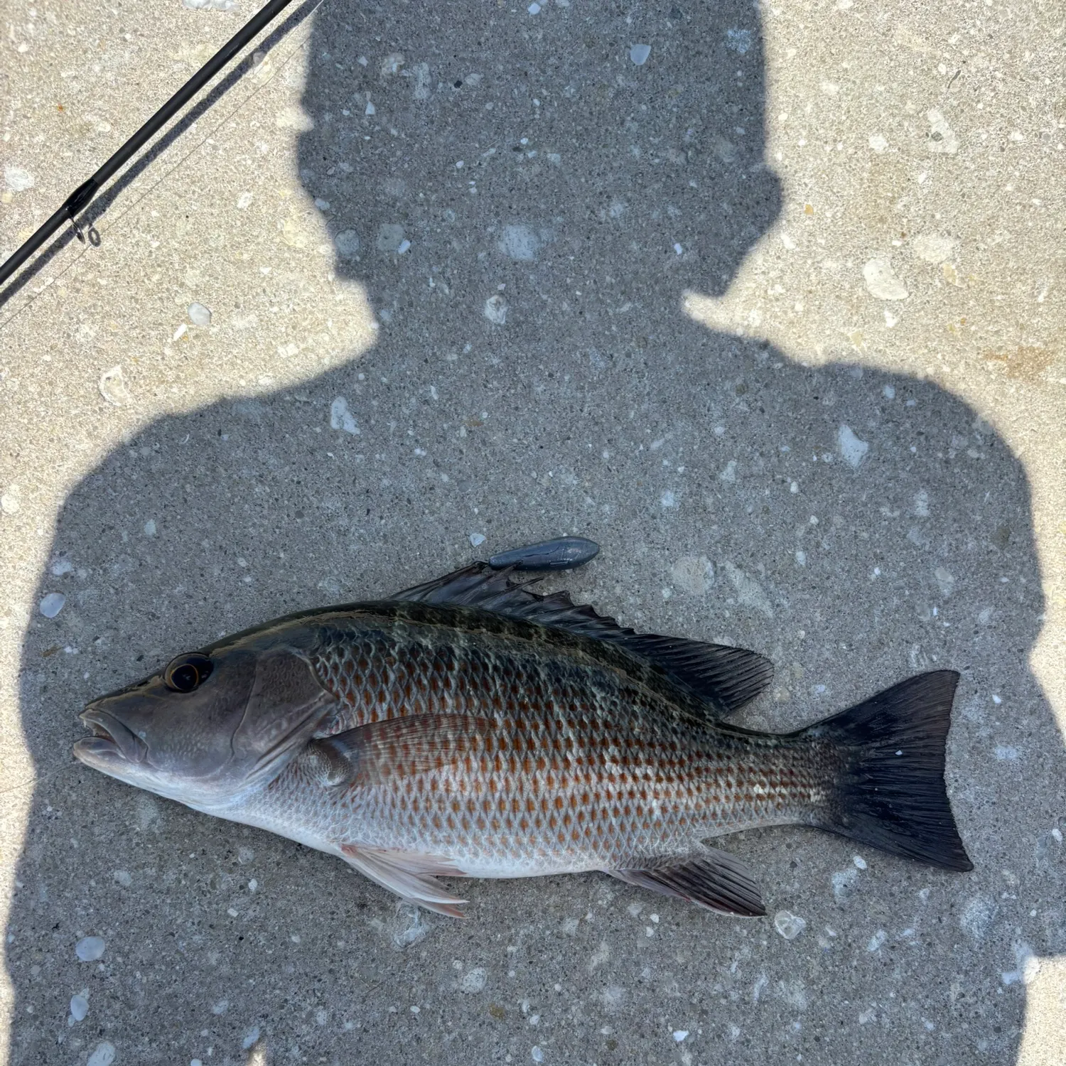 Mangrove snapper caught on Fishbrain