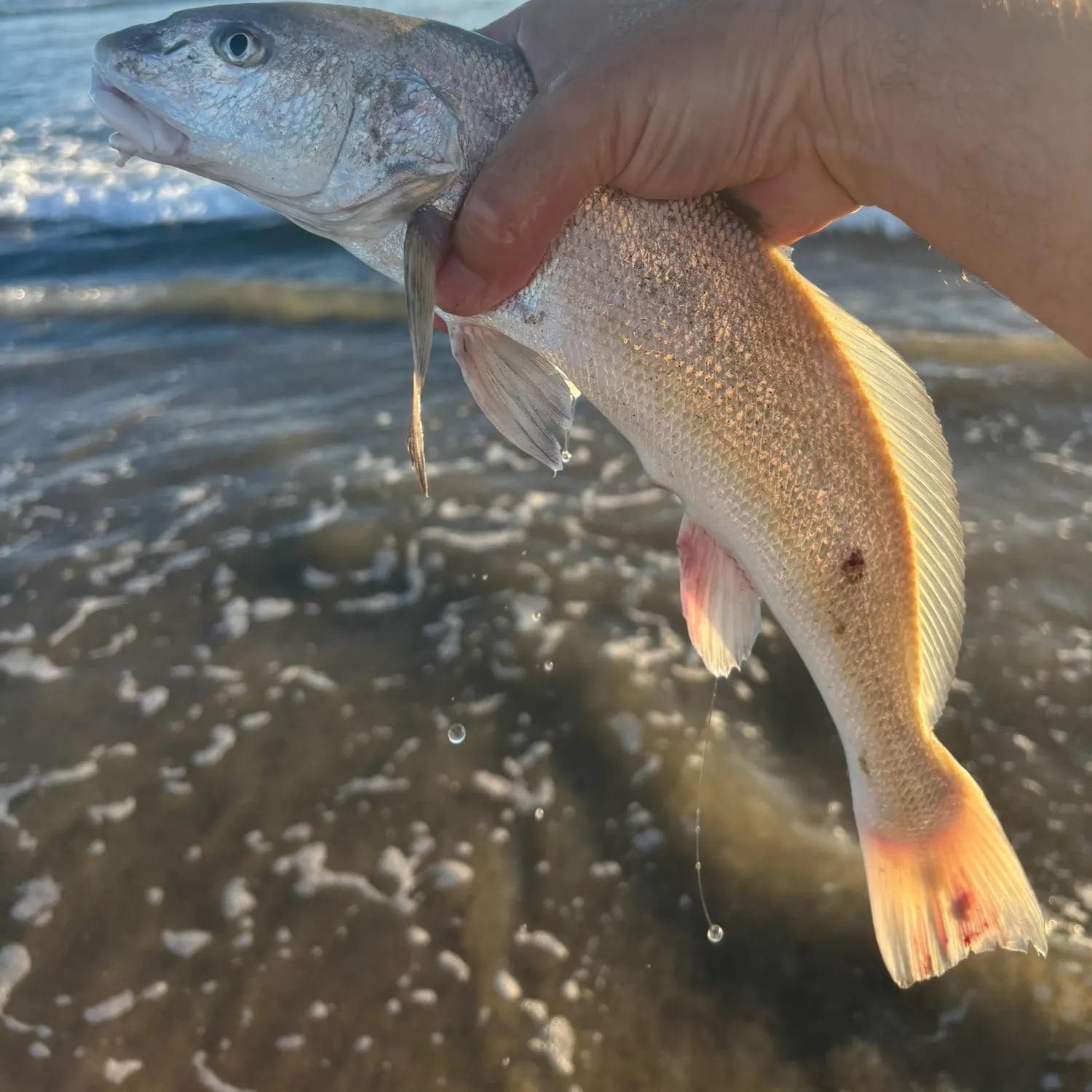 The most recent California corbina catches on Fishbrain