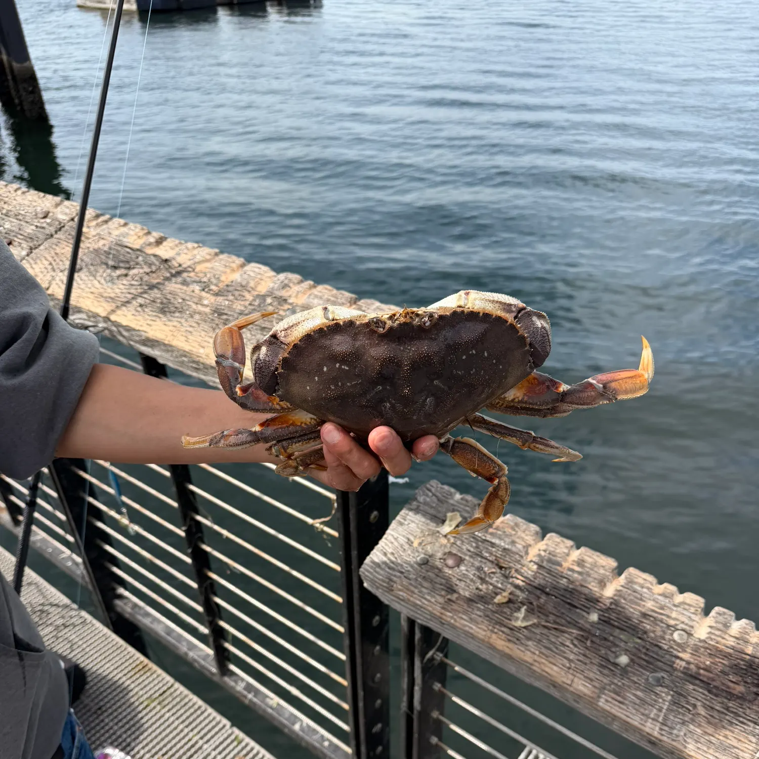 The most recent Dungeness crab catches on Fishbrain