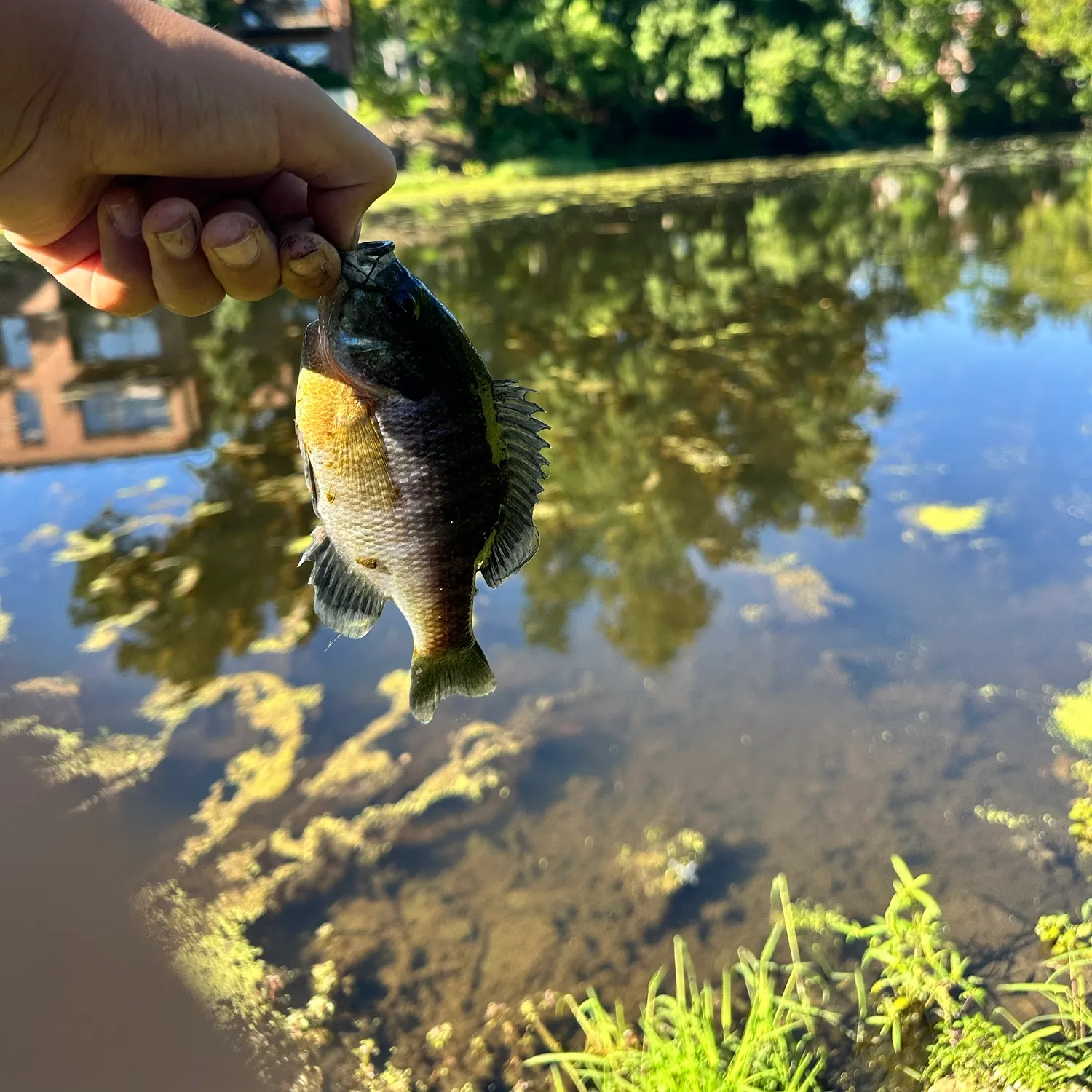 Bluegill caught on Fishbrain