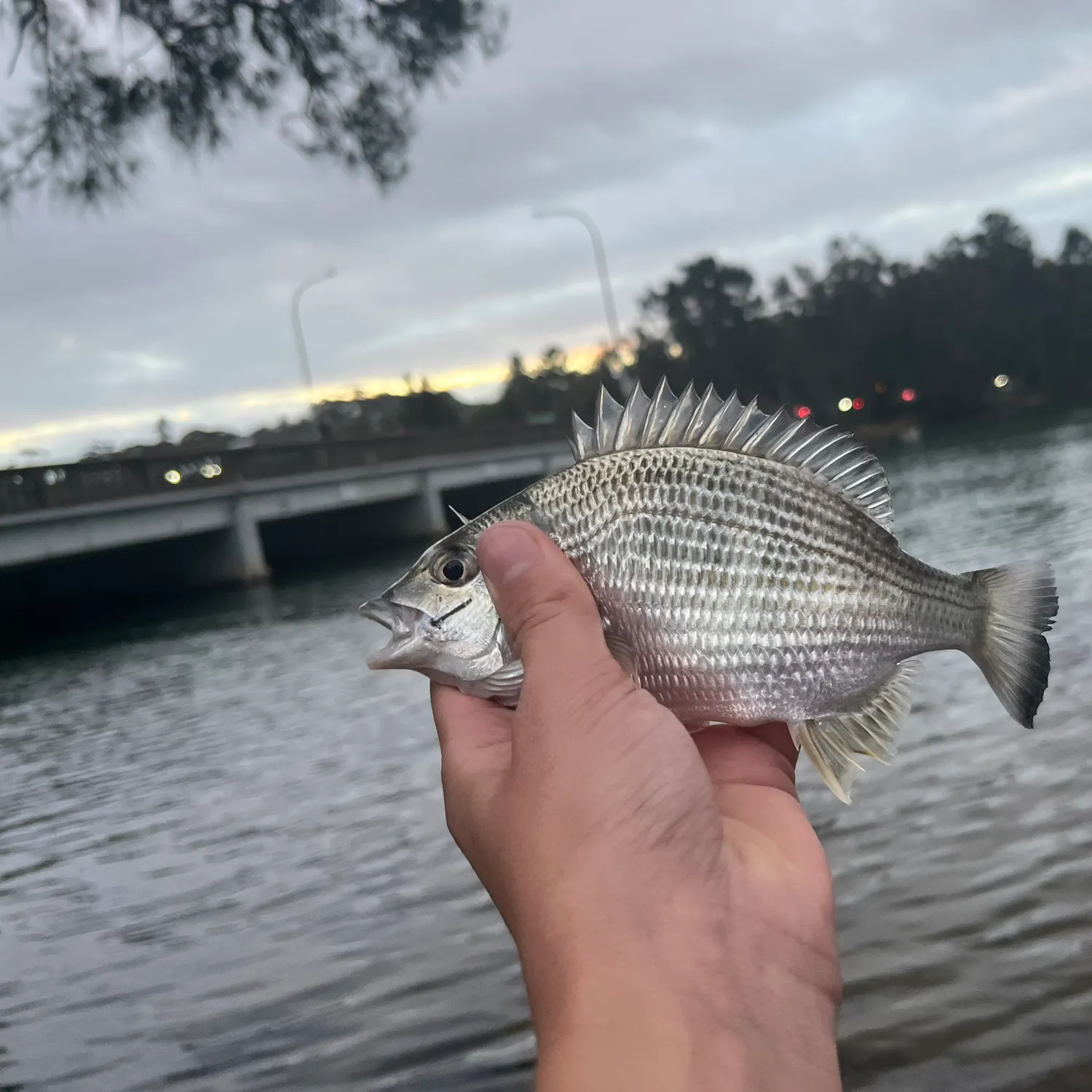 catch
