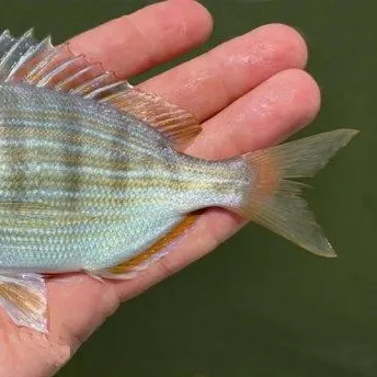 Pinfish caught on Fishbrain